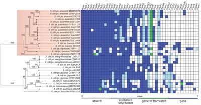 Analyses of Seven New Genomes of Xanthomonas citri pv. aurantifolii Strains, Causative Agents of Citrus Canker B and C, Show a Reduced Repertoire of Pathogenicity-Related Genes